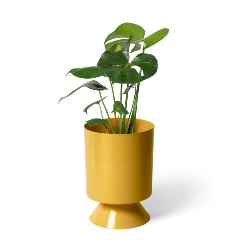 Palm Springs Planter / Turmeric