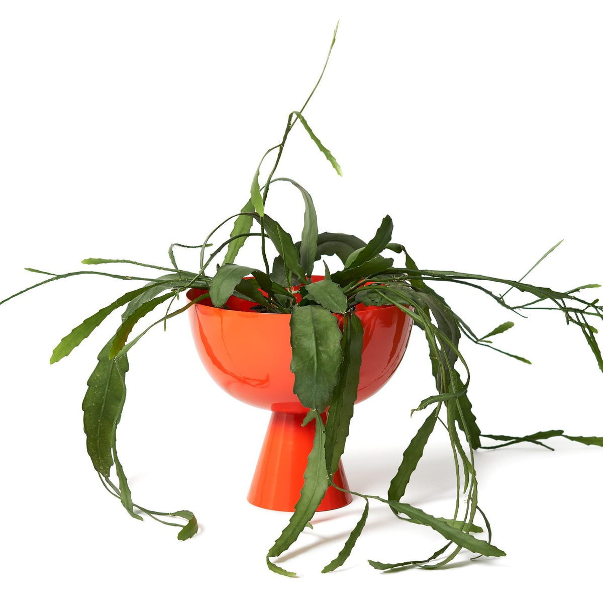 Vera Large / Sunset