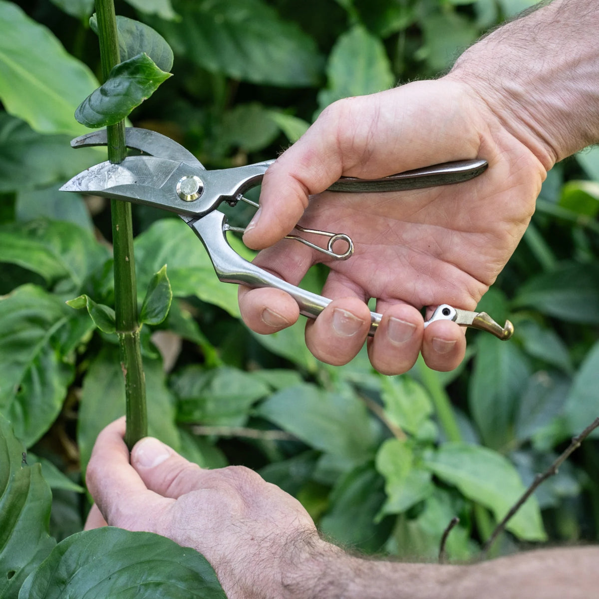 Stainless Steel Secateurs
