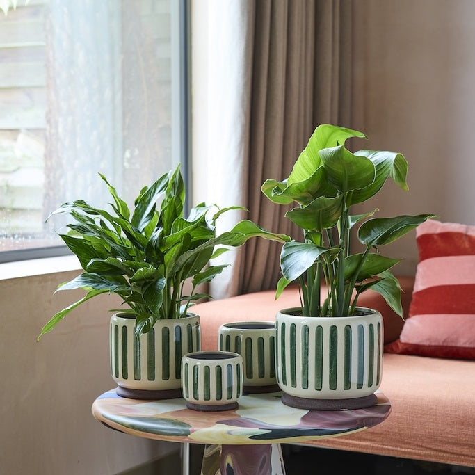 Collector Stripe Indoor Pots / Green