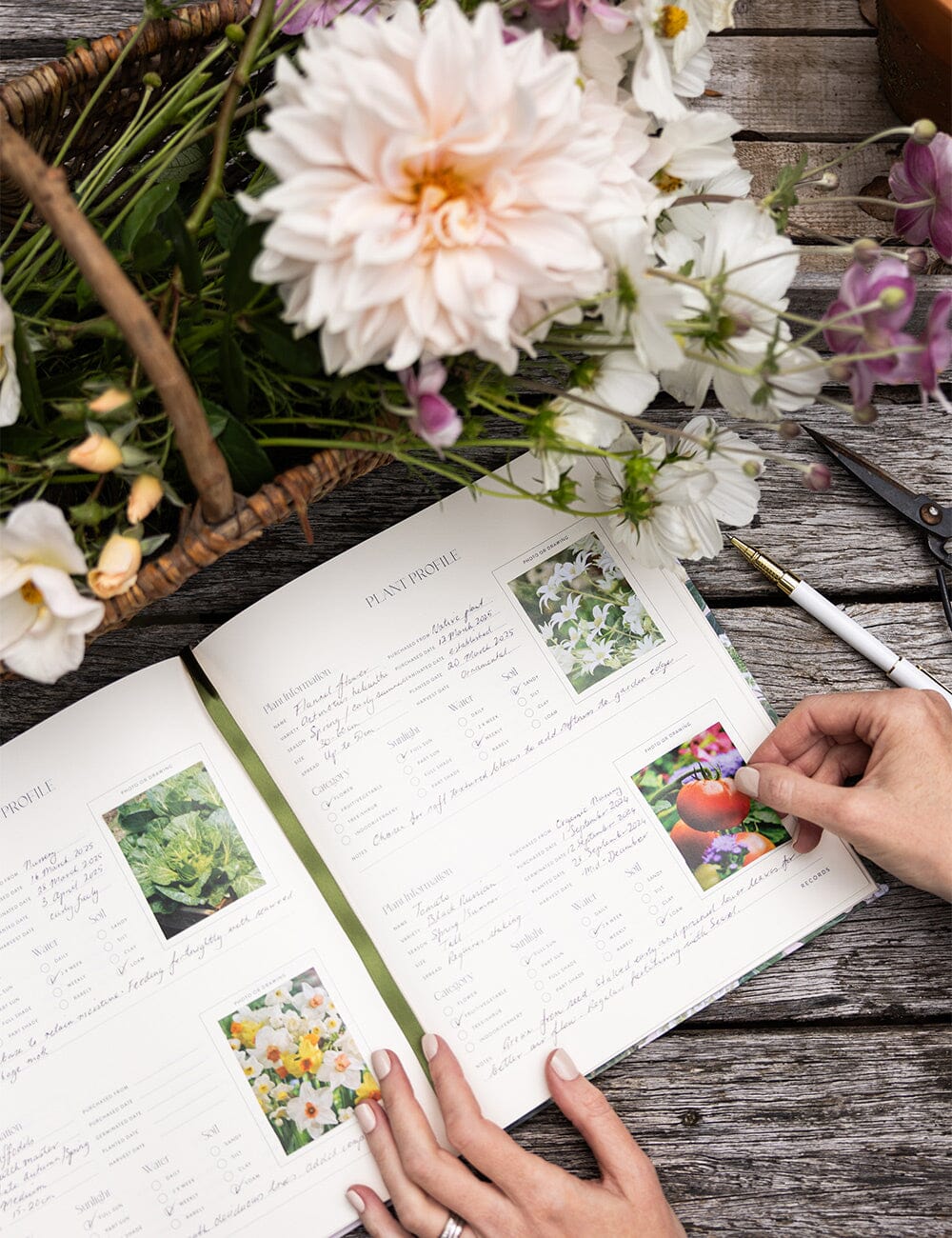 Heirloom Gardening Journal / Hydrangea