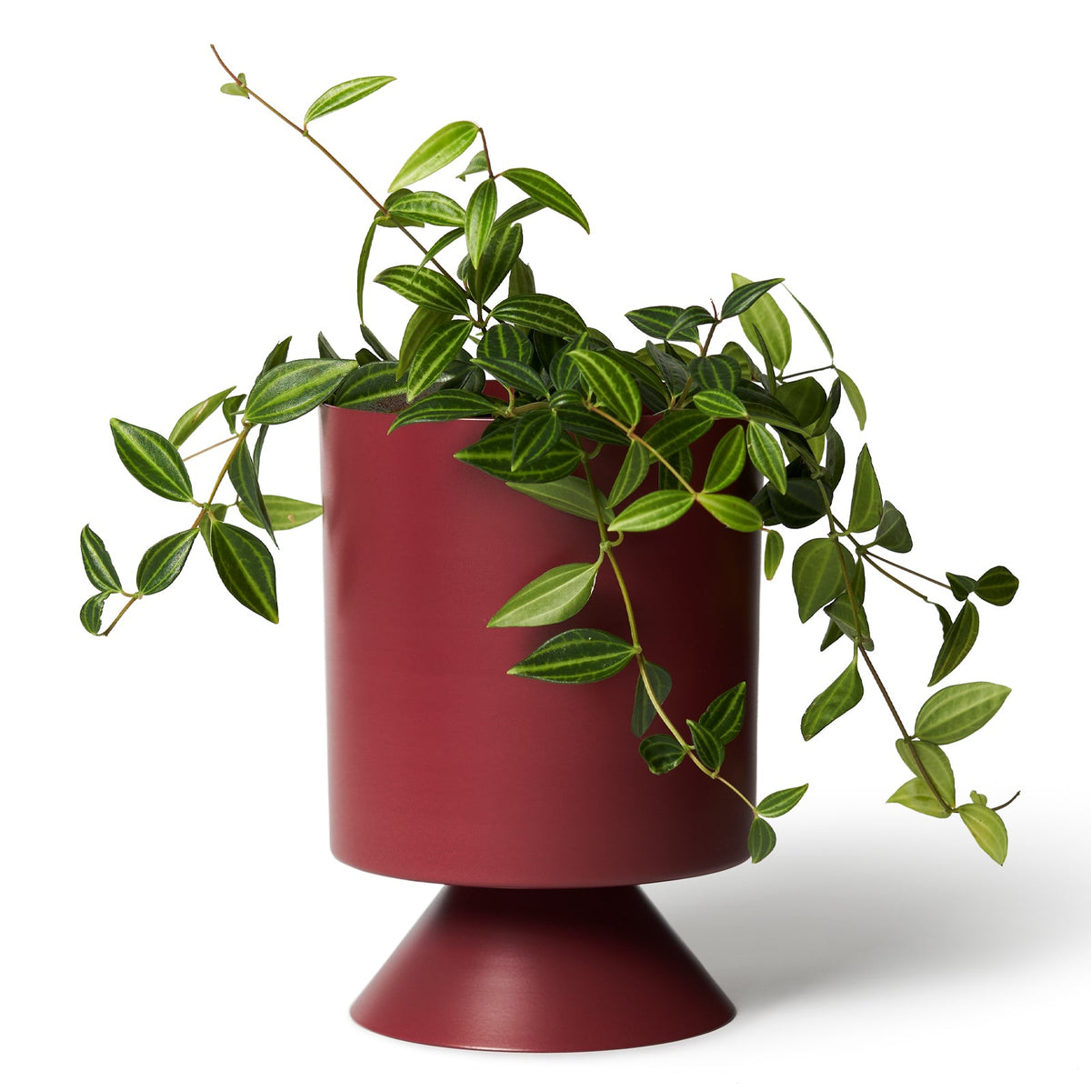 Palm Springs Planter / Merlot